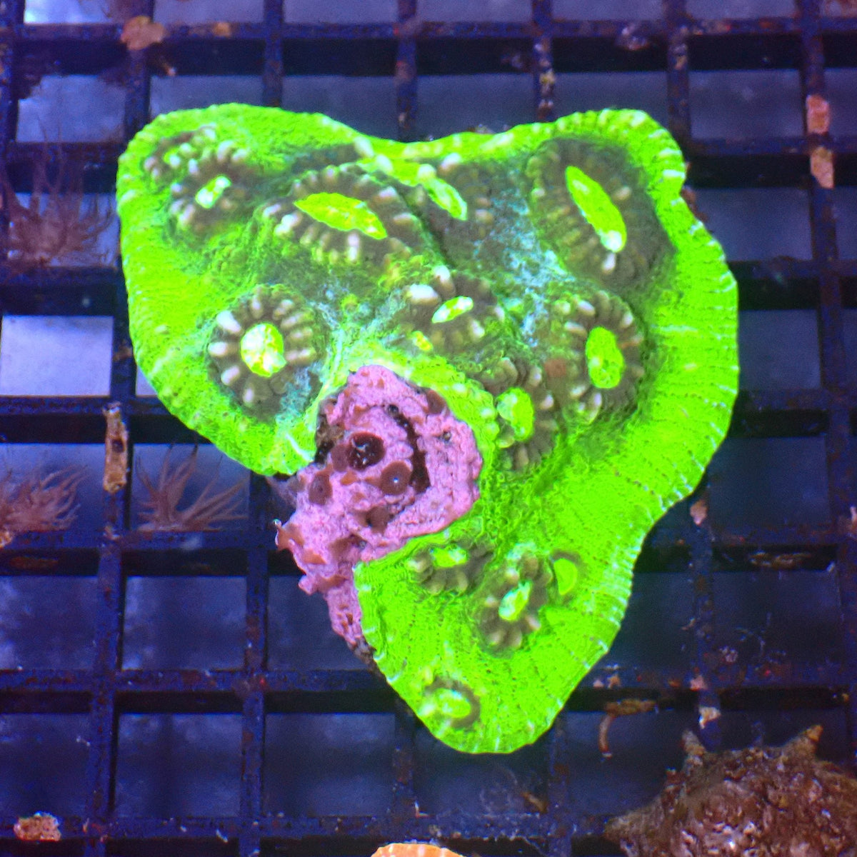 Chalice Coral AA007 | Echinophyllia aspera — Red Sea 15K