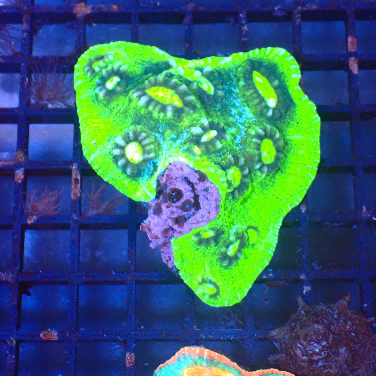 Chalice Coral AA007 | Echinophyllia aspera at Red Sea 20k →