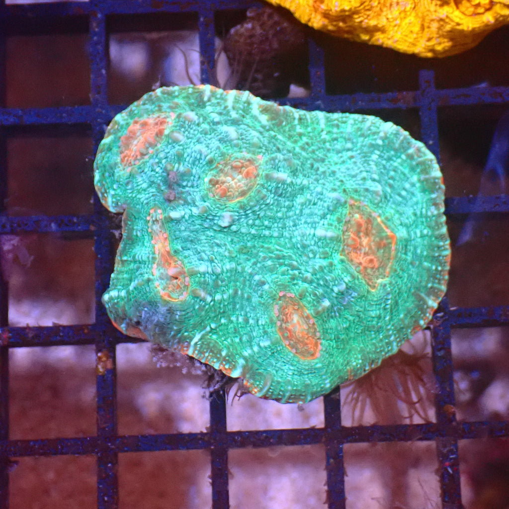 Chalice Coral AA008 | Echinophyllia aspera — Red Sea 15K