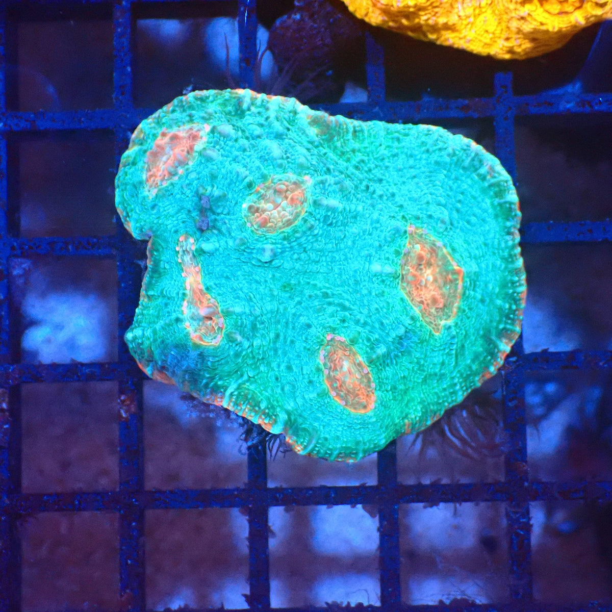 Chalice Coral AA008 | Echinophyllia aspera — Red Sea 20K LED