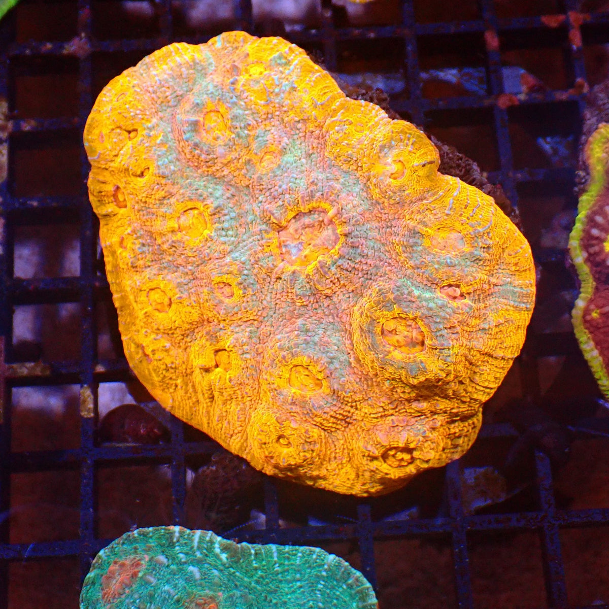 Chalice Coral AA009 | Echinophyllia aspera — Red Sea 15K