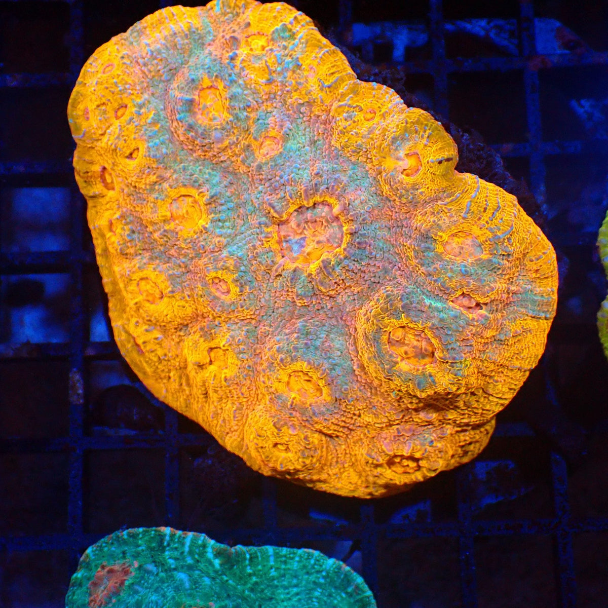 Chalice Coral AA009 | Echinophyllia aspera at Red Sea 20k →