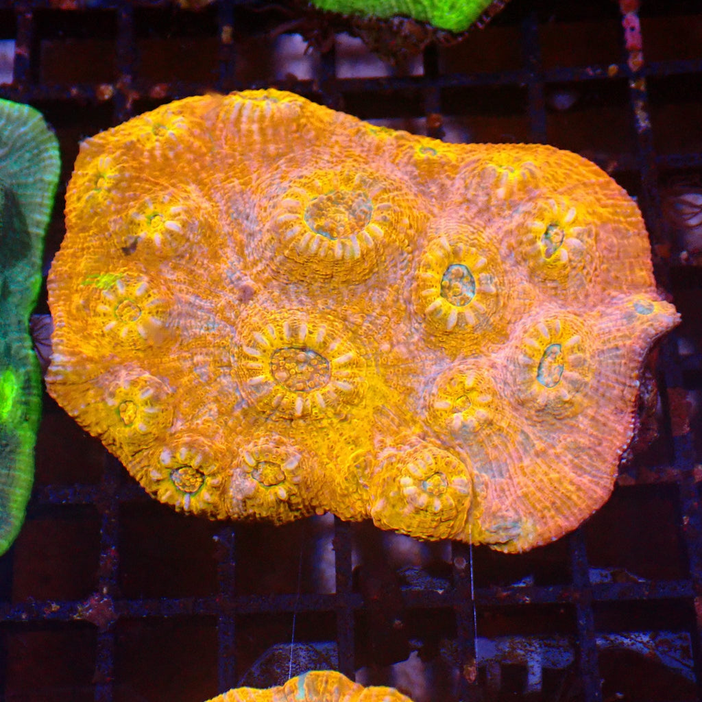 Chalice Coral AA010 | Echinophyllia aspera — Red Sea 15K