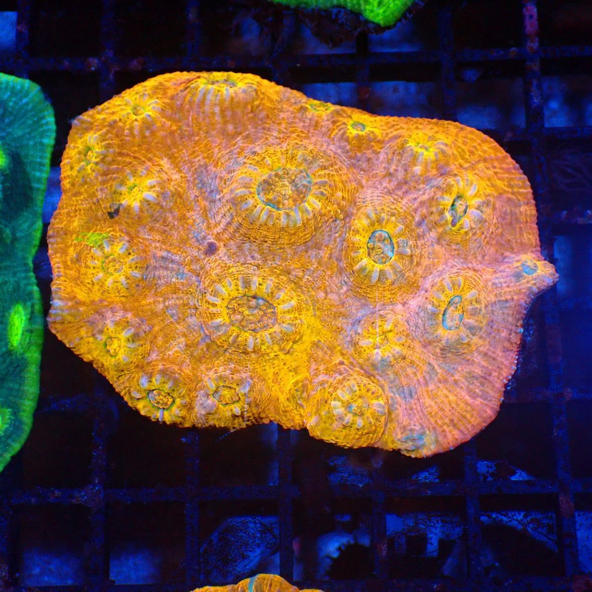 Chalice Coral AA010 | Echinophyllia aspera — Red Sea 20K LED