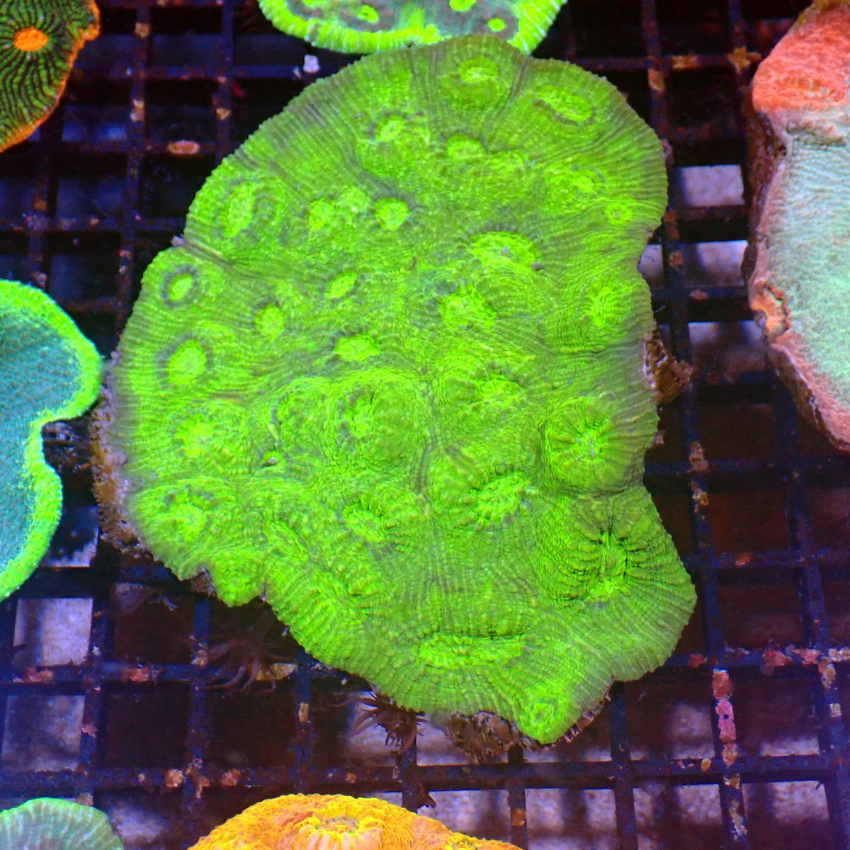 Chalice Coral AA011 | Echinophyllia aspera at ← Red Sea 15k