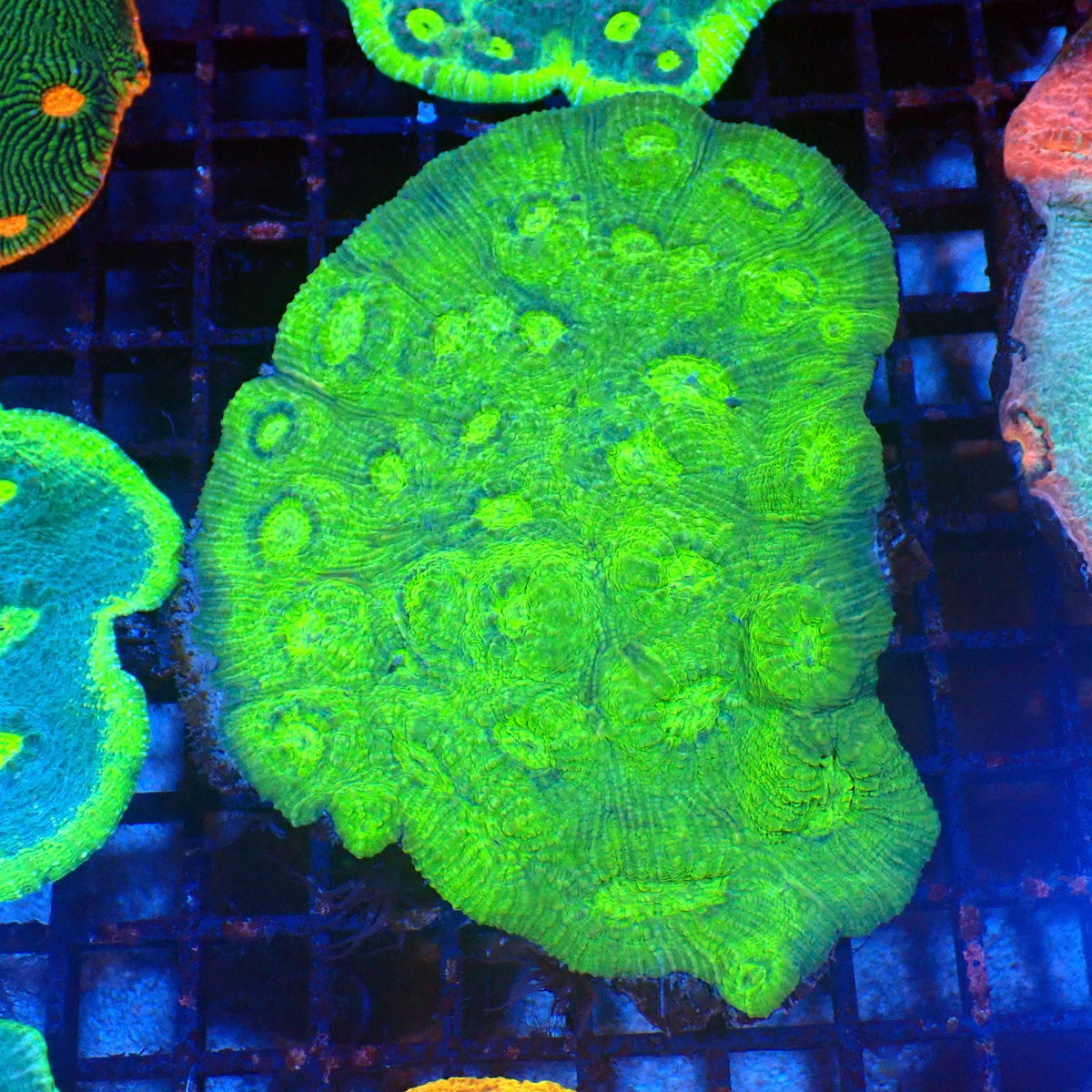 Chalice Coral AA011 | Echinophyllia aspera at Red Sea 20k →