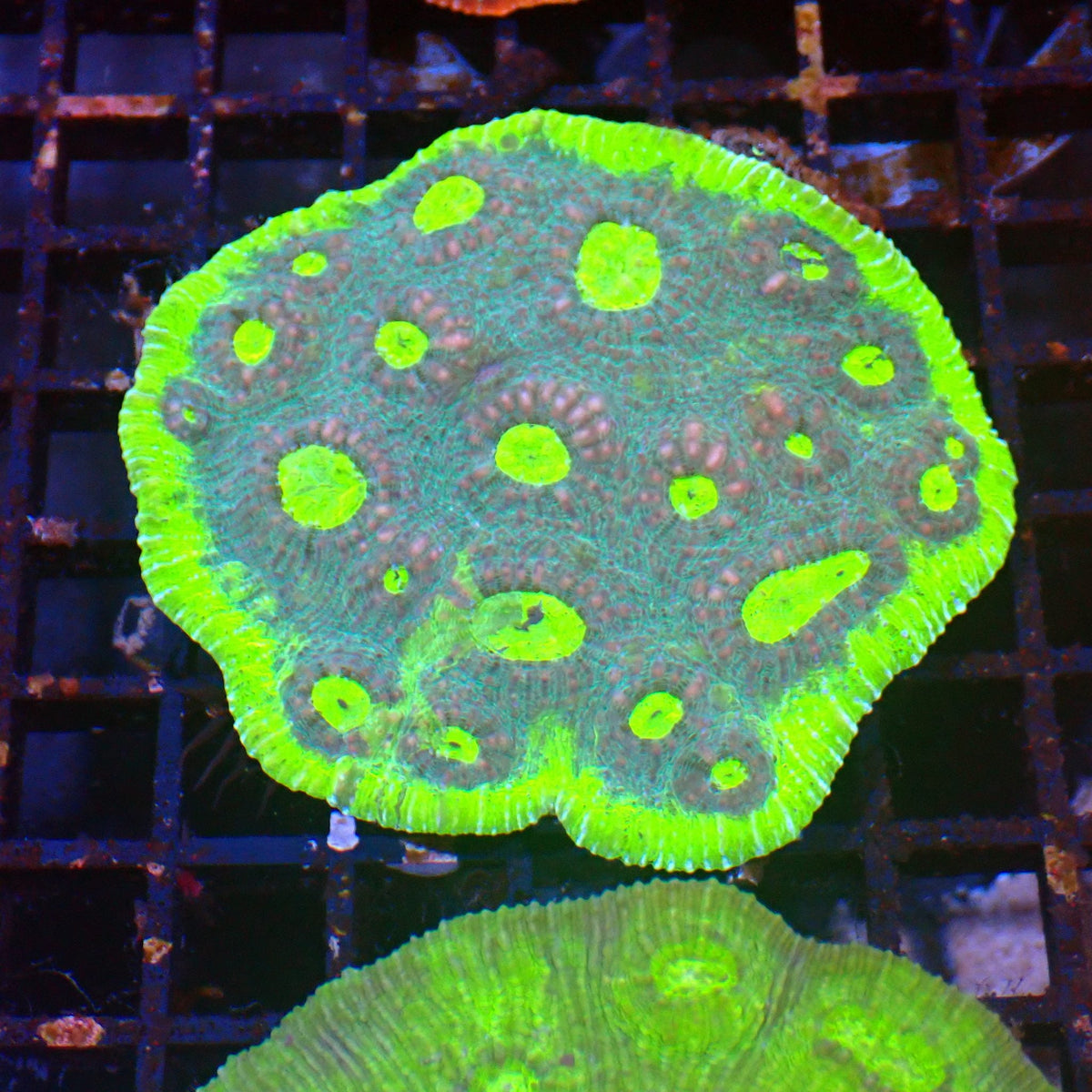 Chalice Coral AA012 | Echinophyllia aspera at ← Red Sea 15k