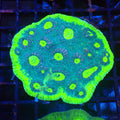 Chalice Coral AA012 | Echinophyllia aspera — Red Sea 20K LED