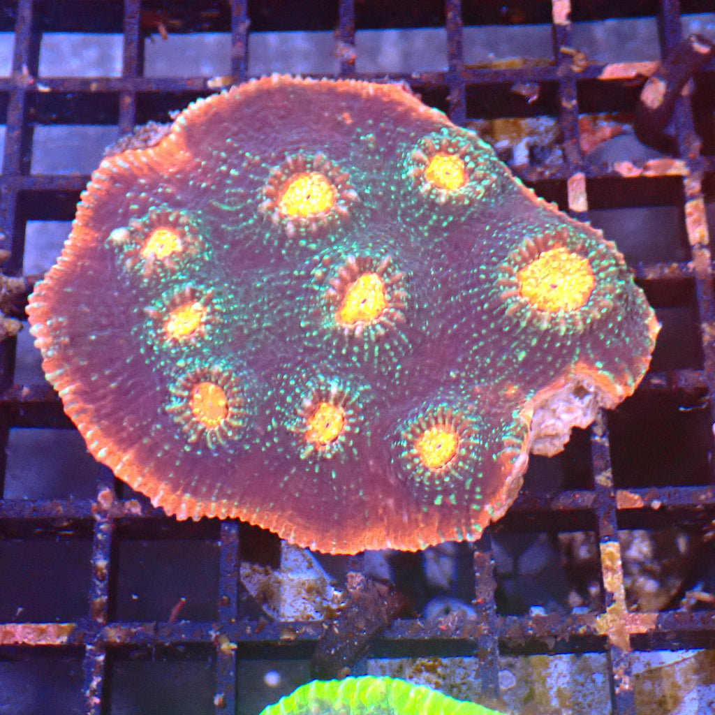 Chalice Coral AA013 | Echinophyllia aspera — Red Sea 15K