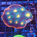 Chalice Coral AA013 | Echinophyllia aspera — Red Sea 20K LED
