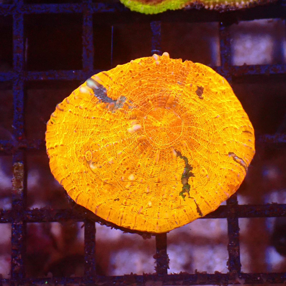 Chalice Coral AA014 | Echinophyllia aspera at ← Red Sea 15k