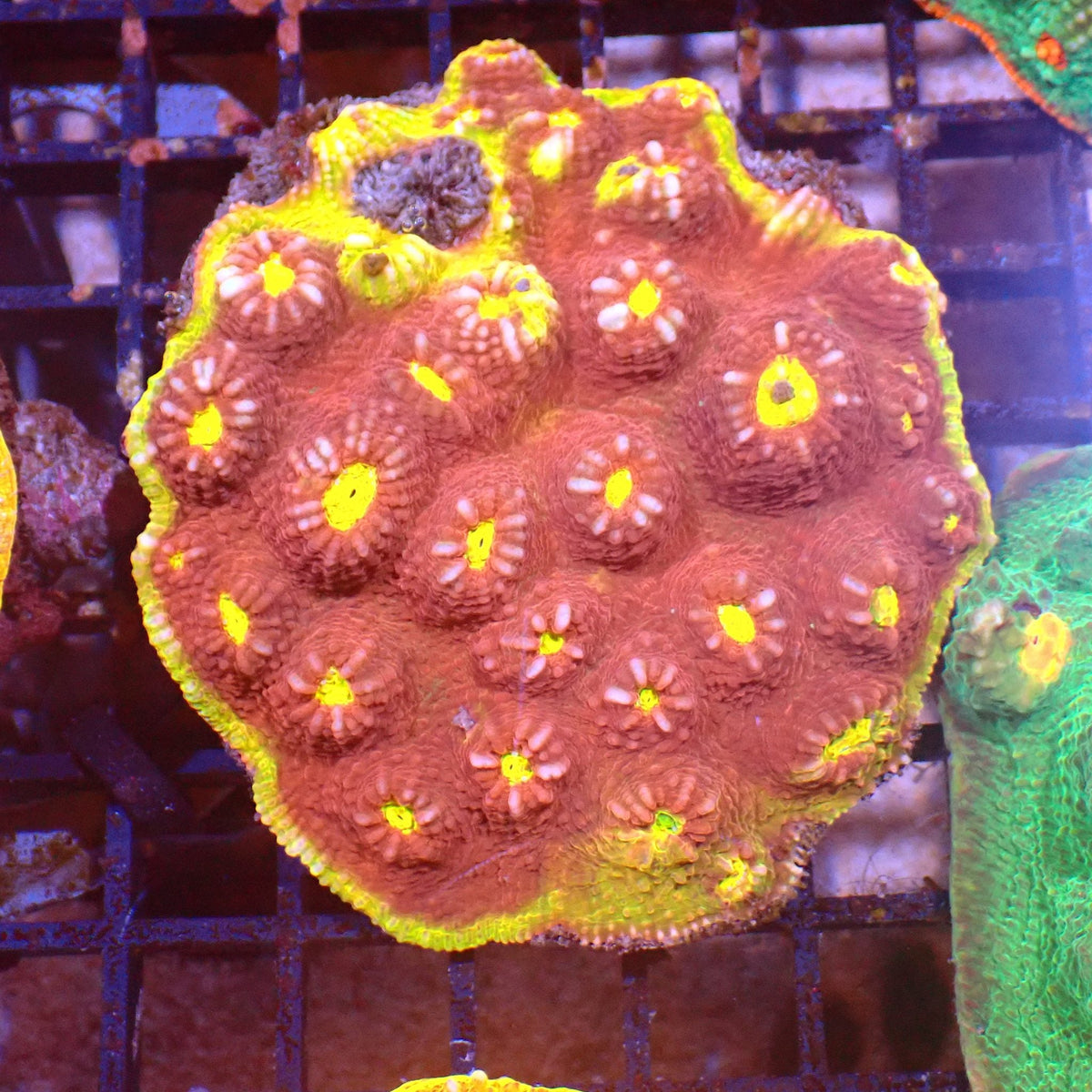 Chalice Coral AA015 | Echinophyllia aspera at ← Red Sea 15k