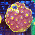Chalice Coral AA015 | Echinophyllia aspera — Red Sea 20K LED