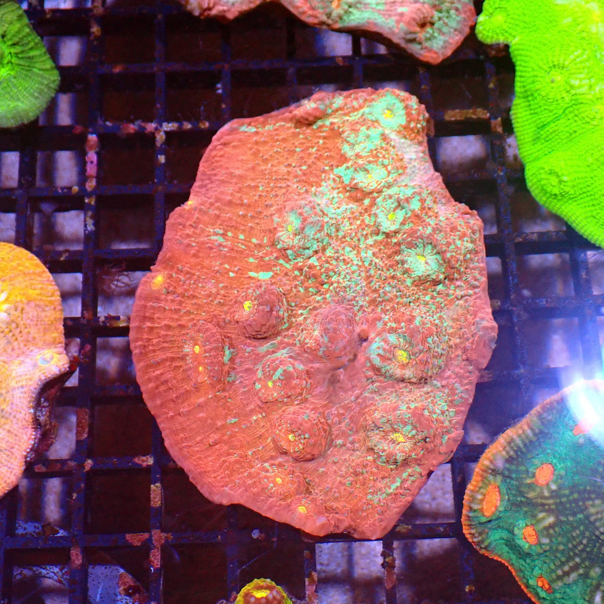 Chalice Coral AA016 | Echinophyllia aspera — Red Sea 15K