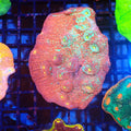 Chalice Coral AA016 | Echinophyllia aspera — Red Sea 20K LED