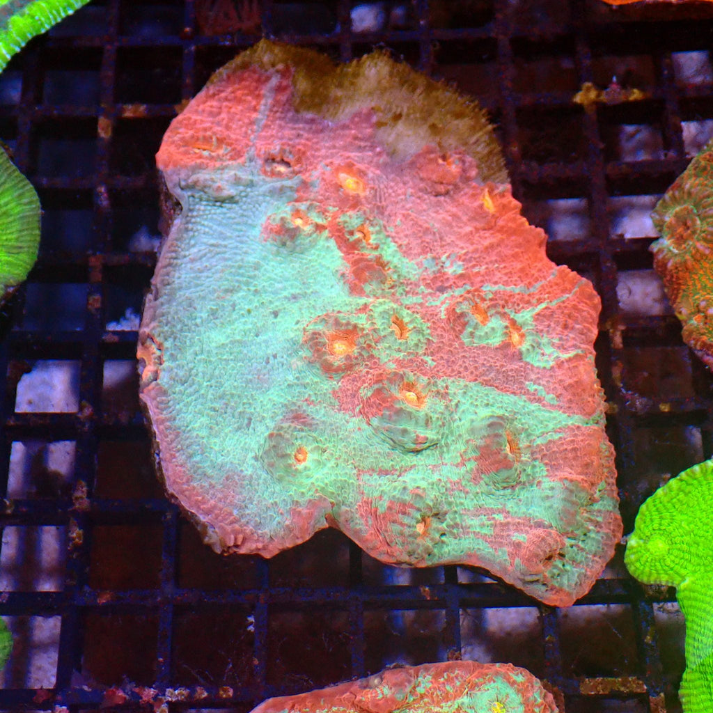 Chalice Coral AA017 | Echinophyllia aspera — Red Sea 15K
