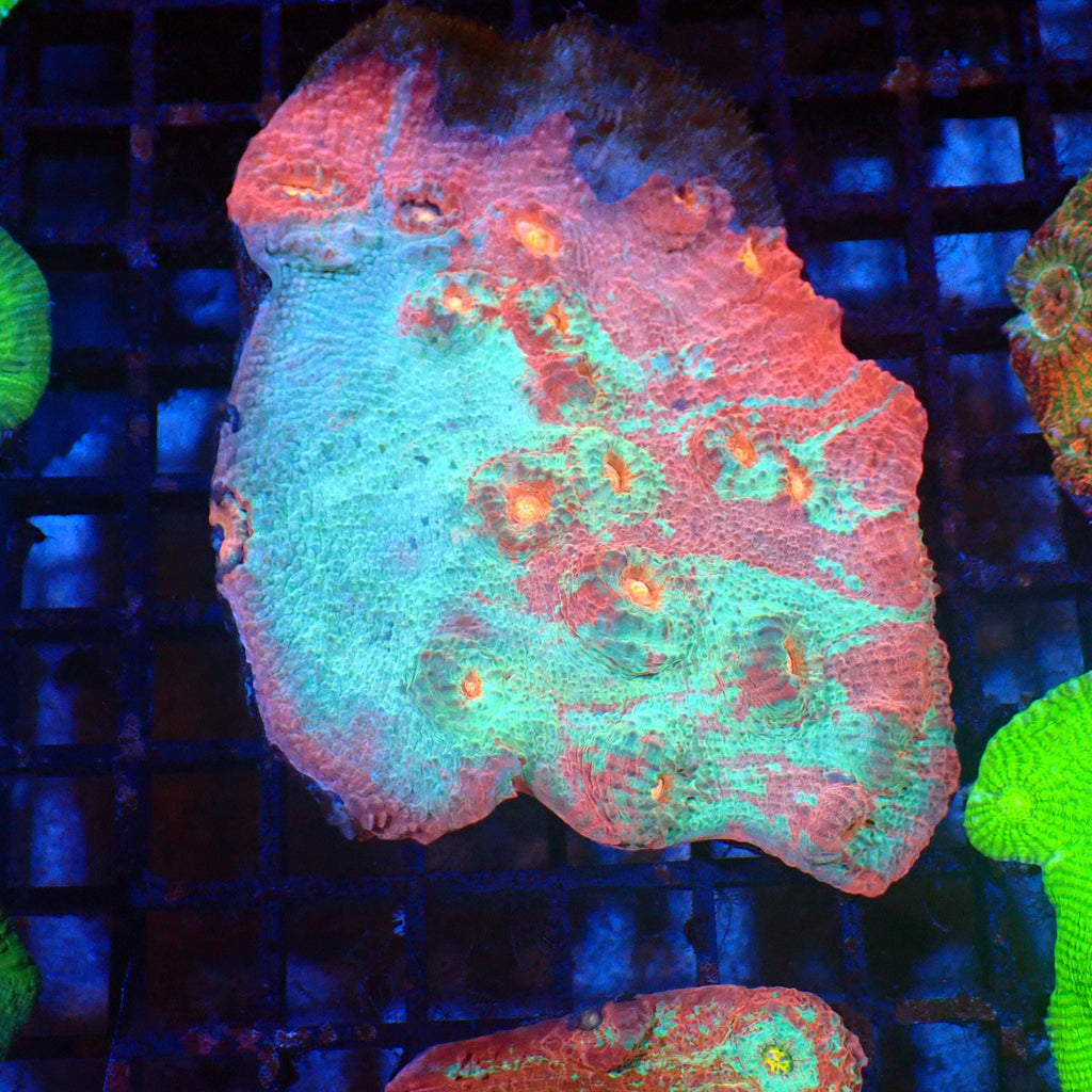 Chalice Coral AA017 | Echinophyllia aspera — Red Sea 20K LED