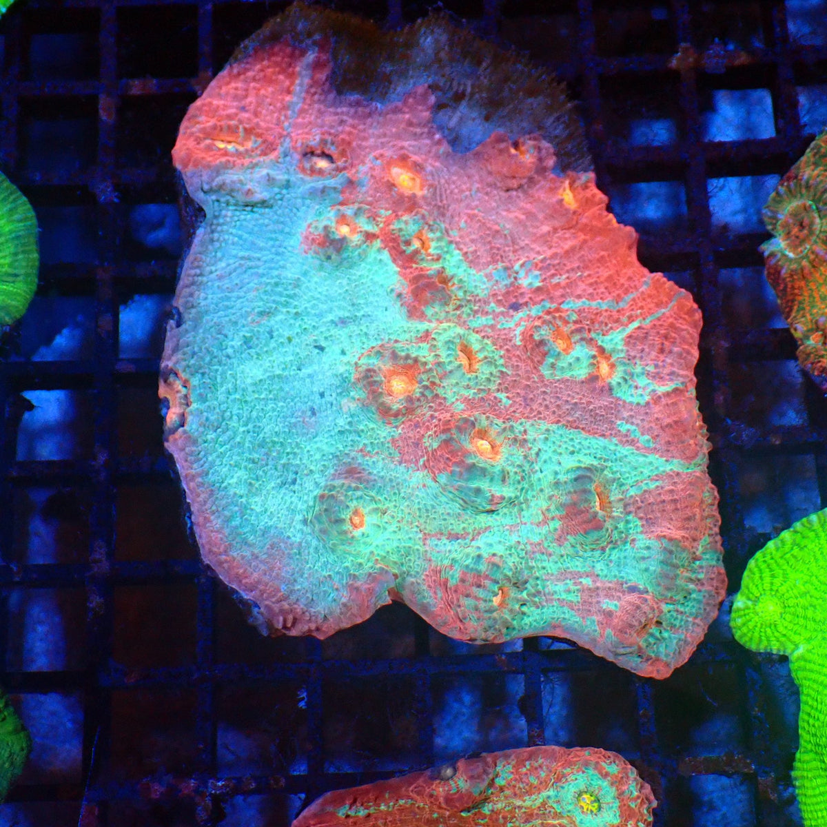 Chalice Coral AA017 | Echinophyllia aspera at Red Sea 20k →