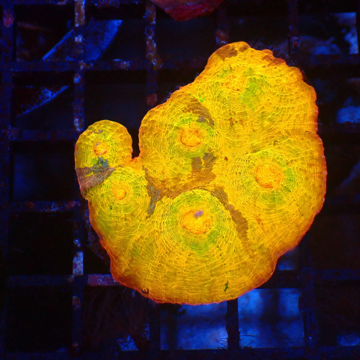 Chalice Coral AA018 | Echinophyllia aspera — Red Sea 20K LED