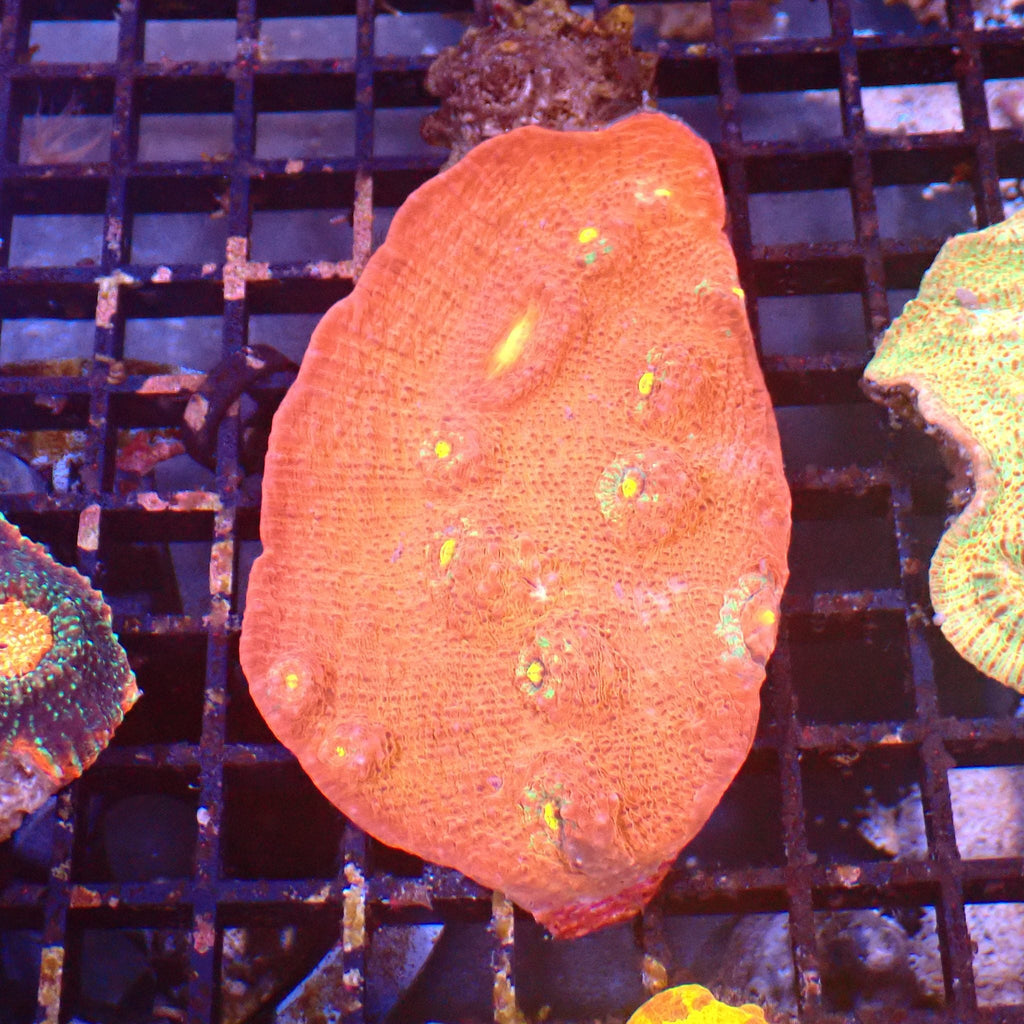 Chalice Coral AA019 | Echinophyllia aspera — Red Sea 15K