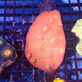 Chalice Coral AA019 | Echinophyllia aspera — Red Sea 20K LED