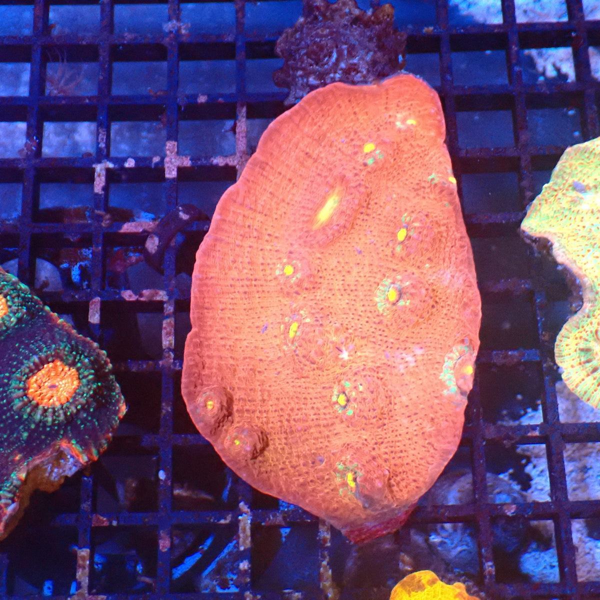 Chalice Coral AA019 | Echinophyllia aspera at Red Sea 20k →