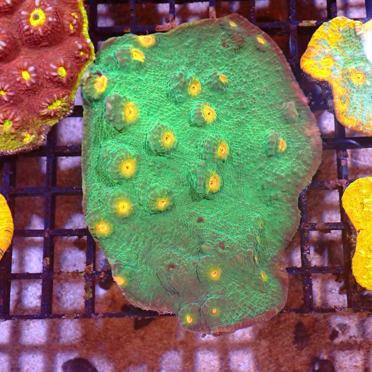Chalice Coral AA020 | Echinophyllia aspera at ← Red Sea 15k
