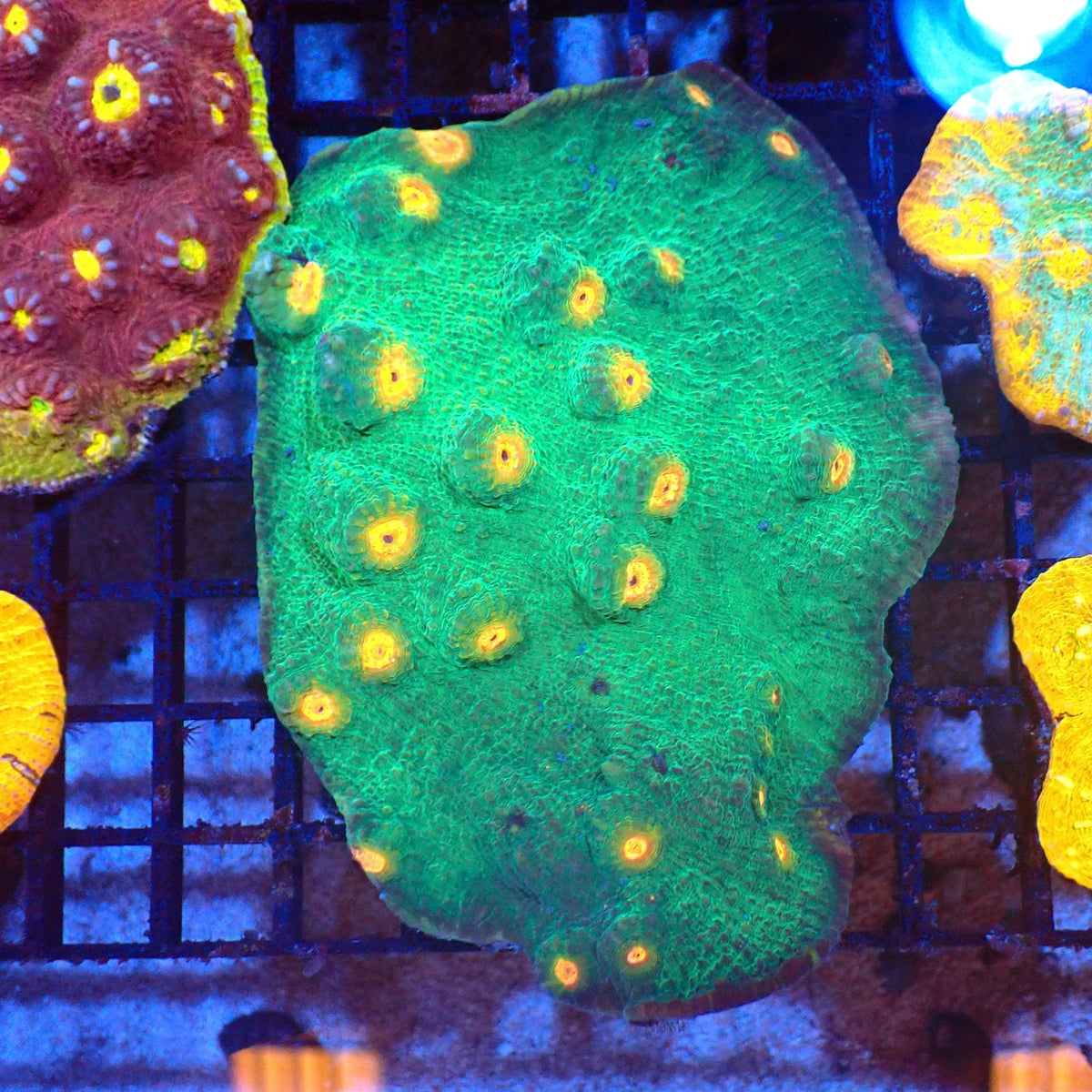 Chalice Coral AA020 | Echinophyllia aspera at Red Sea 20k →