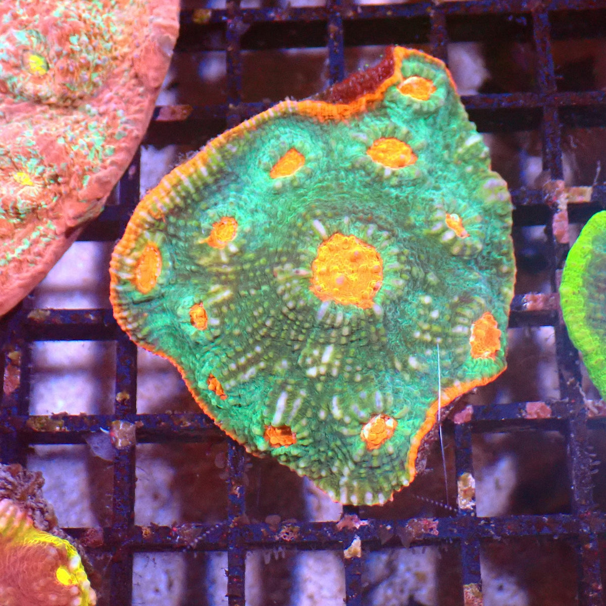 Chalice Coral AA021 | Echinophyllia aspera — Red Sea 15K