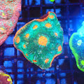 Chalice Coral AA021 | Echinophyllia aspera — Red Sea 20K LED