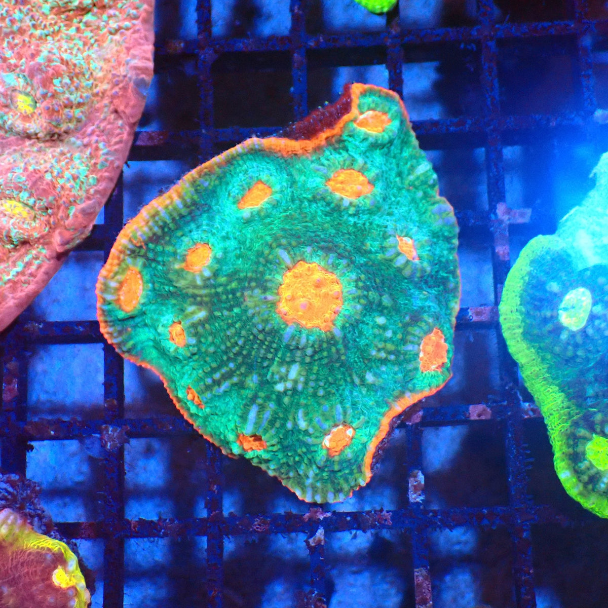 Chalice Coral AA021 | Echinophyllia aspera — Red Sea 20K LED