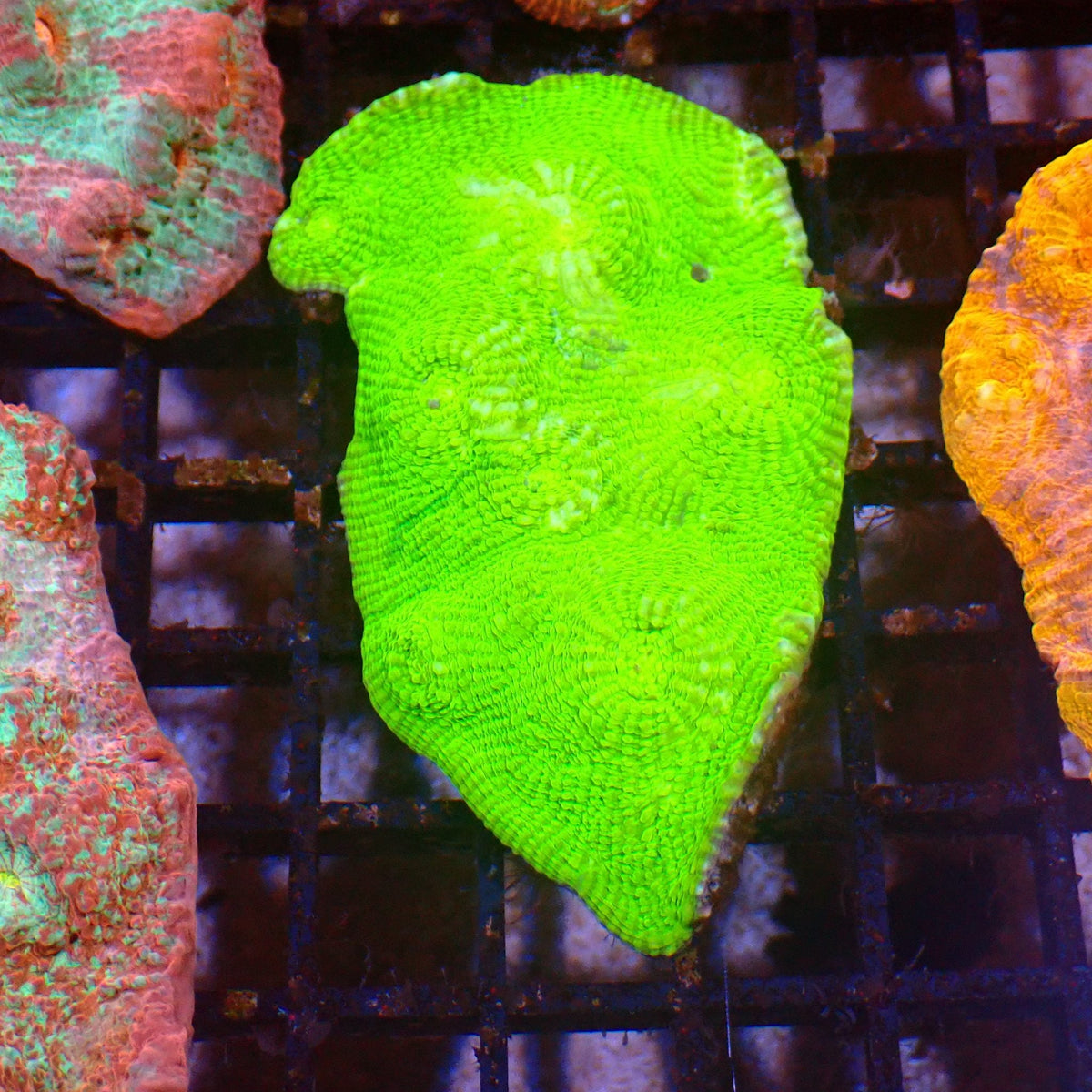 Chalice Coral AA022 | Echinophyllia aspera — Red Sea 15K