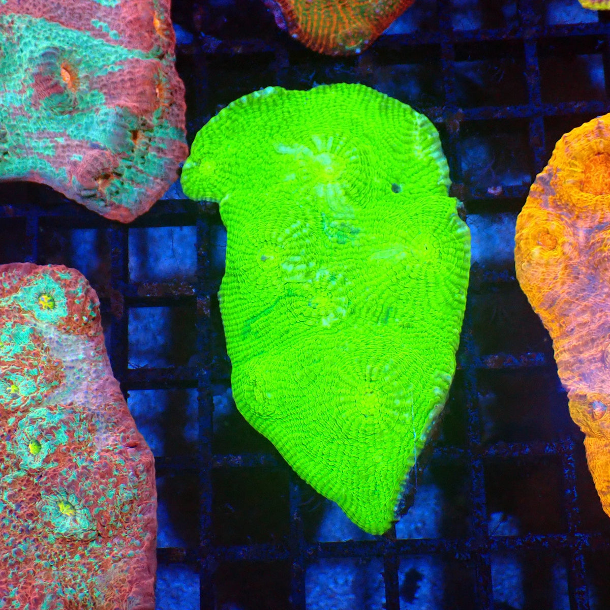Chalice Coral AA022 | Echinophyllia aspera at Red Sea 20k →