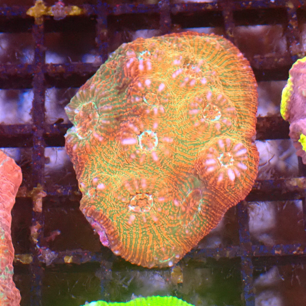 Chalice Coral AA023 | Echinophyllia aspera — Red Sea 15K