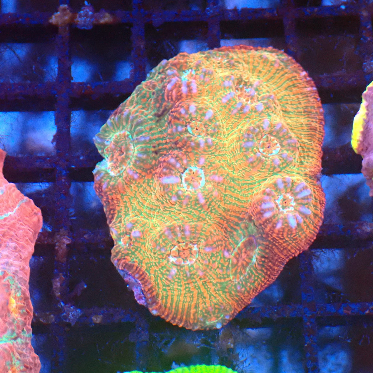 Chalice Coral AA023 | Echinophyllia aspera at Red Sea 20k →