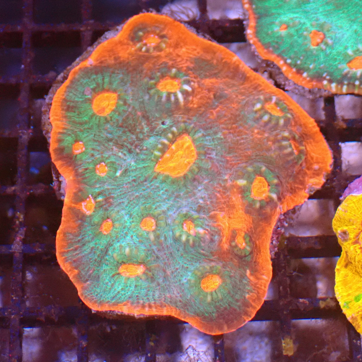 Chalice Coral AA024 | Echinophyllia aspera at ← Red Sea 15k