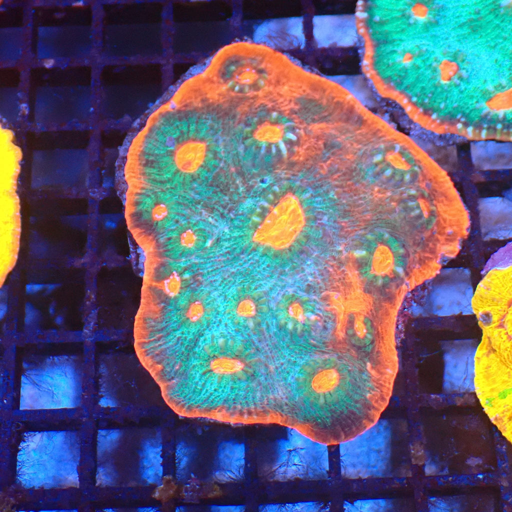 Chalice Coral AA024 | Echinophyllia aspera — Red Sea 20K LED
