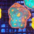 Chalice Coral AA024 | Echinophyllia aspera — Red Sea 20K LED