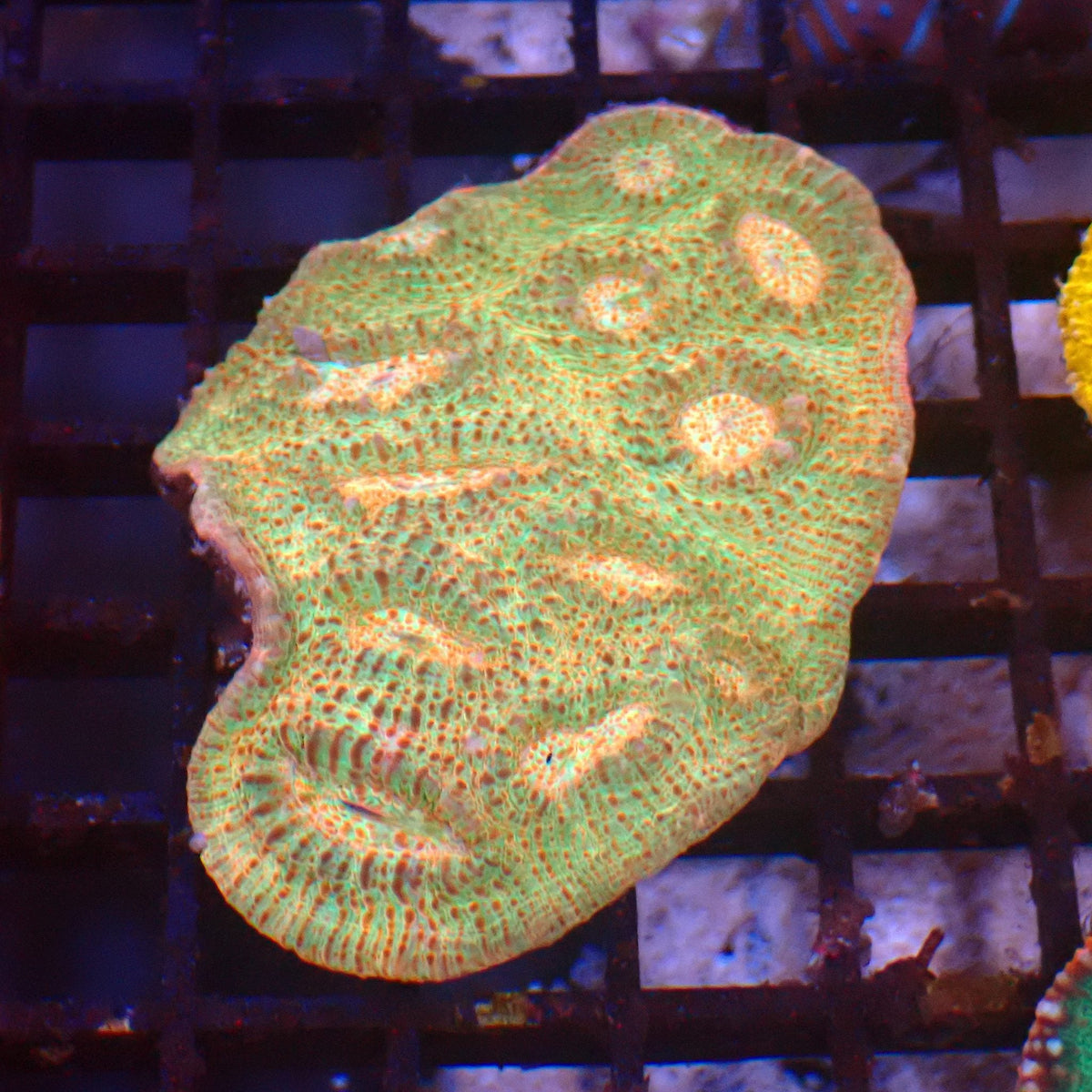 Chalice Coral AA025 | Echinophyllia aspera — Red Sea 15K