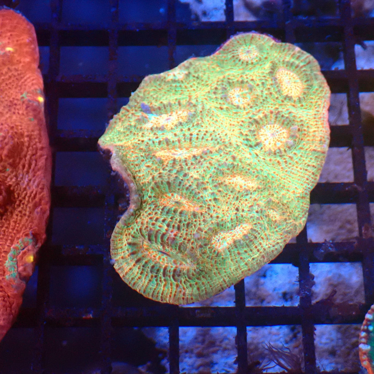 Chalice Coral AA025 | Echinophyllia aspera — Red Sea 20K LED
