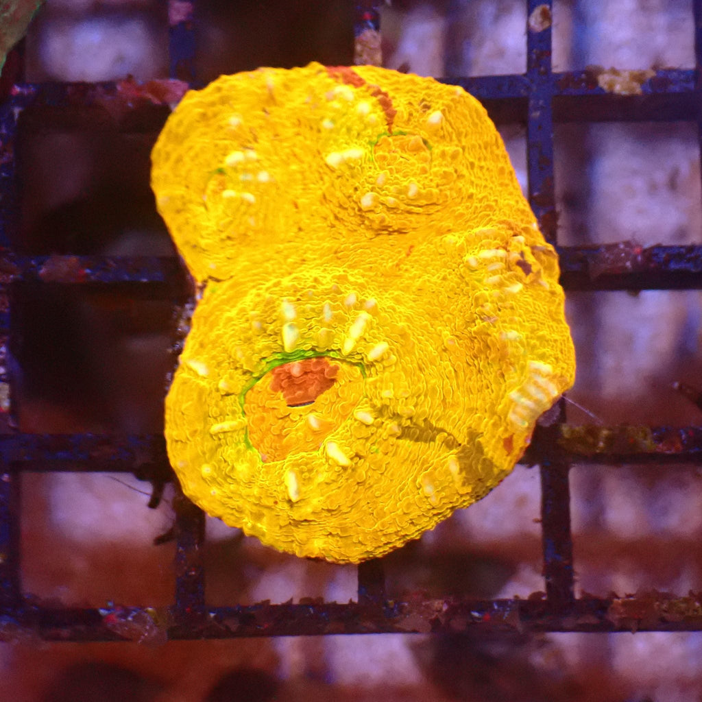 Chalice Coral AA026 | Echinophyllia aspera — Red Sea 15K