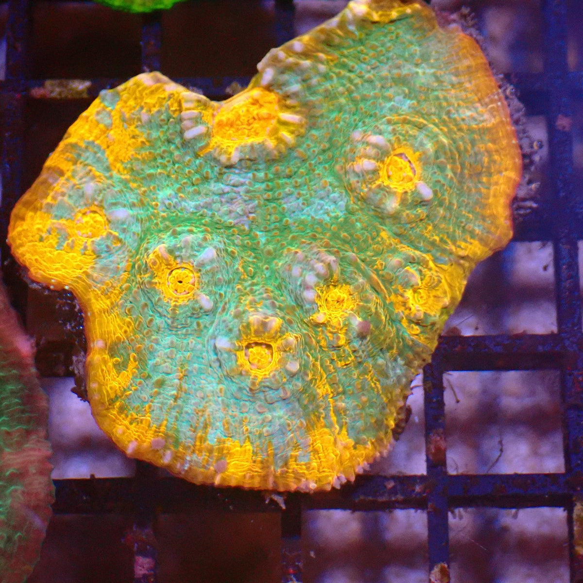 Chalice Coral AA027 | Echinophyllia aspera at ← Red Sea 15k