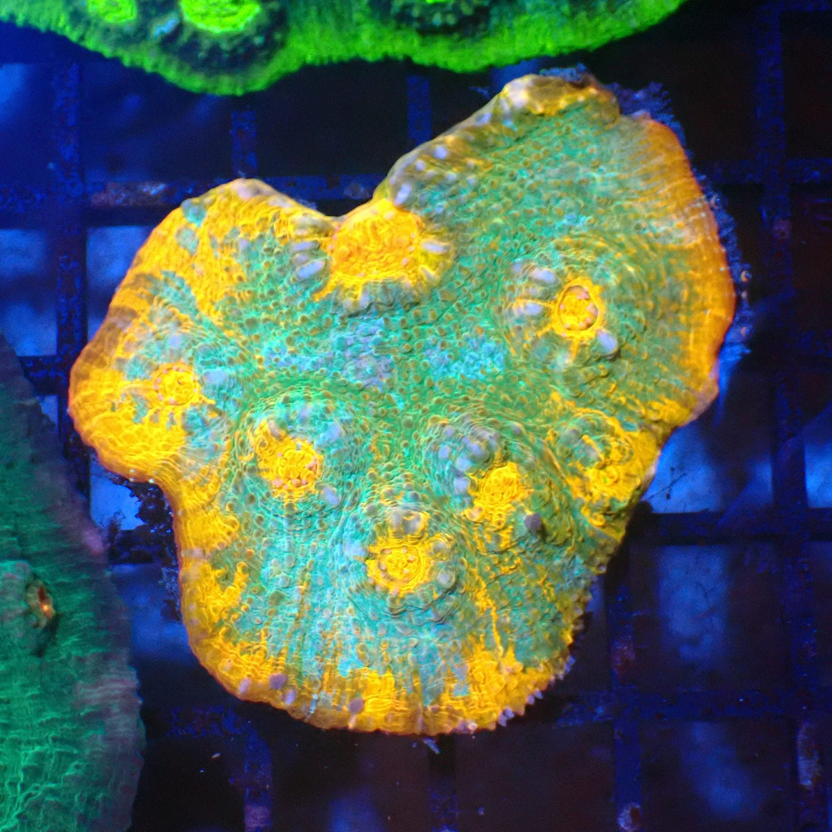 Chalice Coral AA027 | Echinophyllia aspera — Red Sea 20K LED