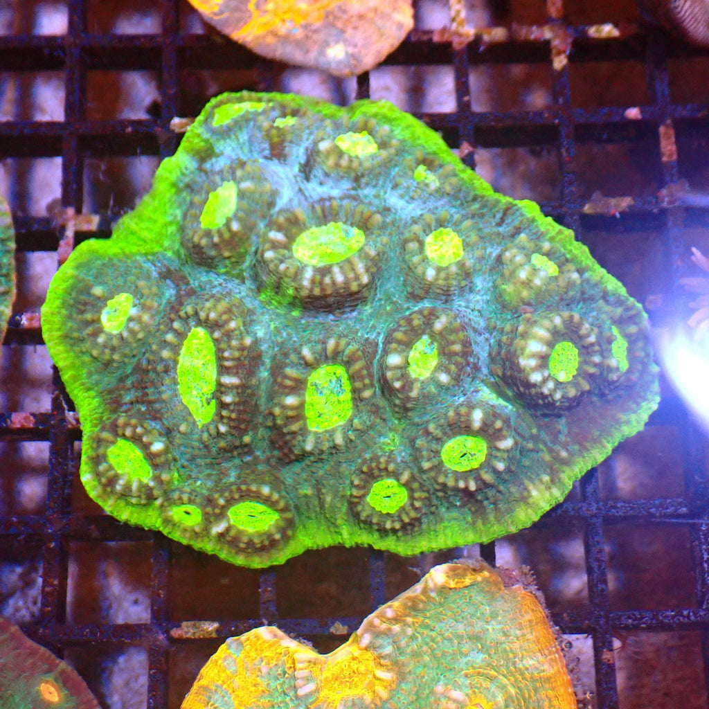 Chalice Coral AA028 | Echinophyllia aspera — Red Sea 15K