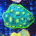 Chalice Coral AA028 | Echinophyllia aspera — Red Sea 20K LED