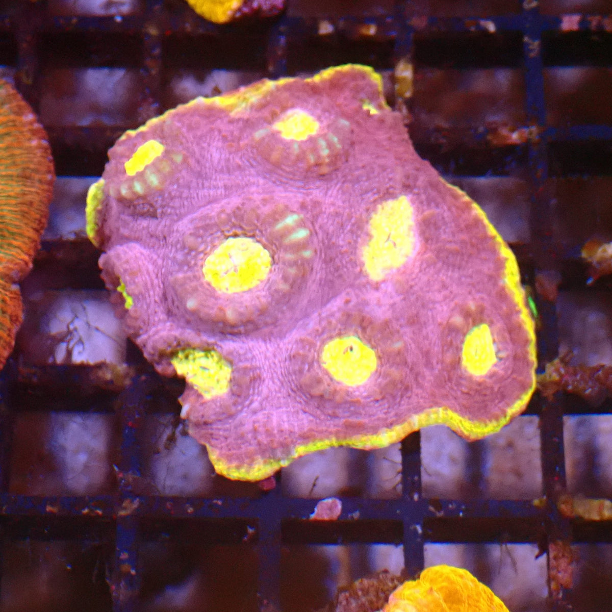Chalice Coral AA030 | Echinophyllia aspera at ← Red Sea 15k