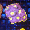 Chalice Coral AA030 | Echinophyllia aspera — Red Sea 20K LED