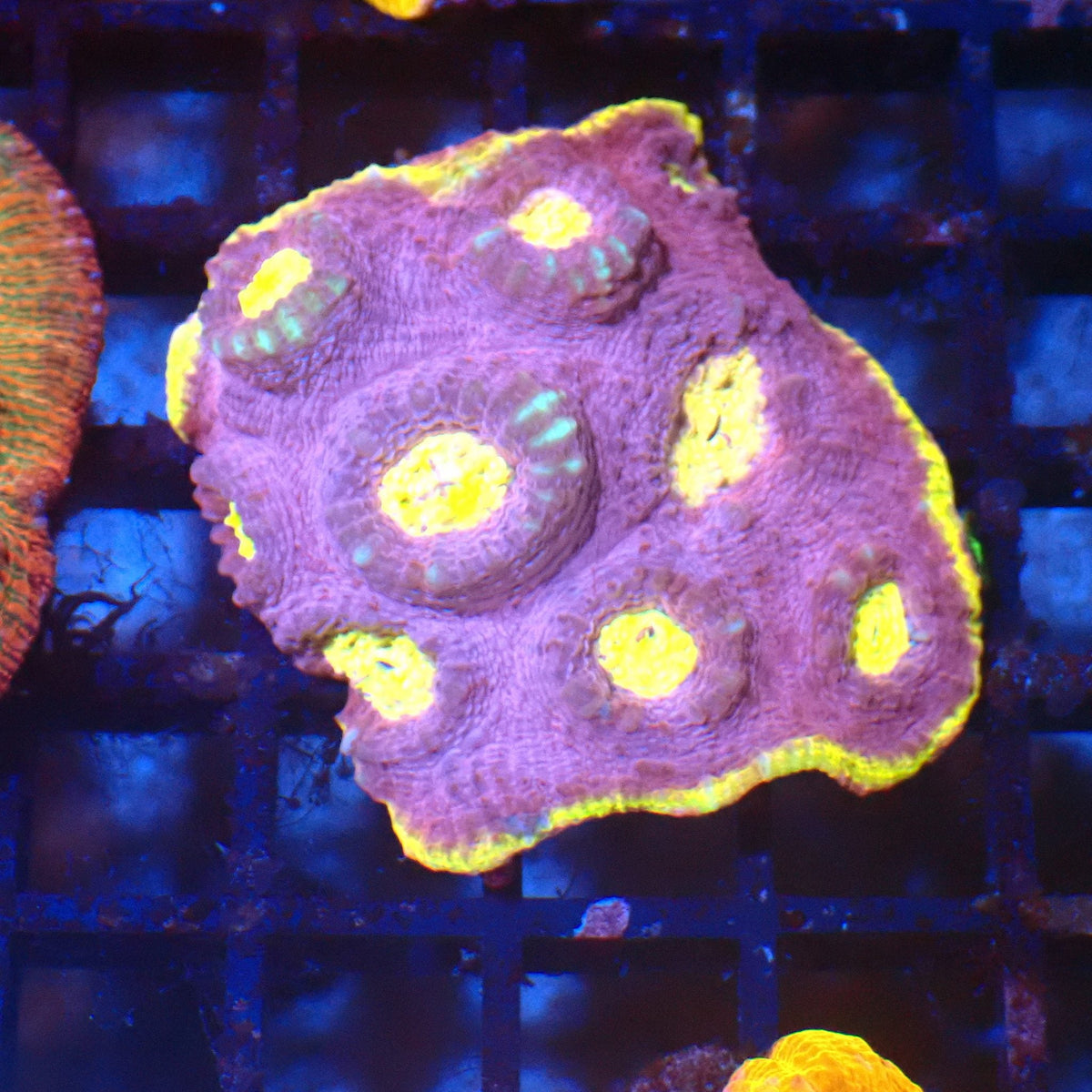 Chalice Coral AA030 | Echinophyllia aspera at Red Sea 20k →
