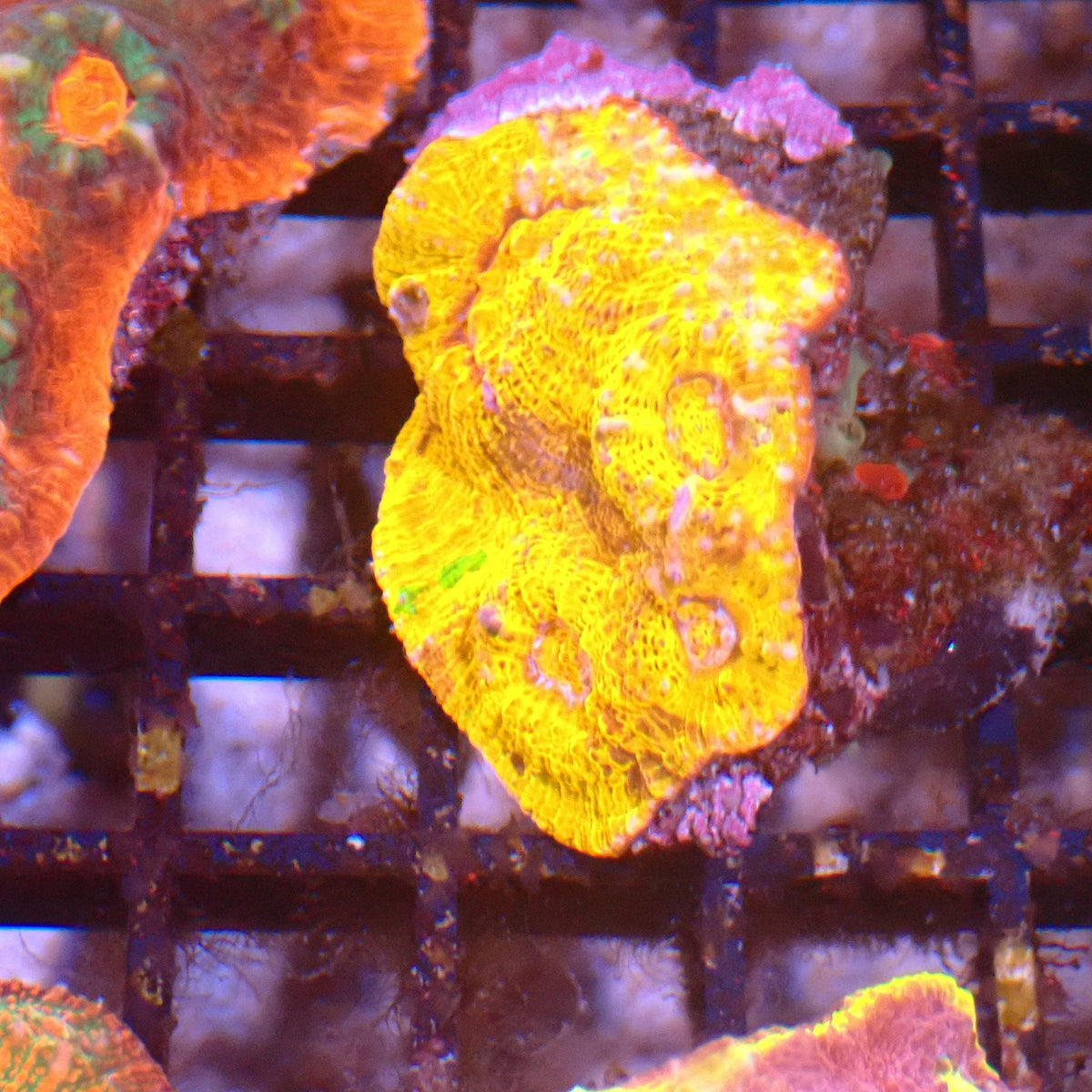 Chalice Coral AA031 | Echinophyllia aspera — Red Sea 15K