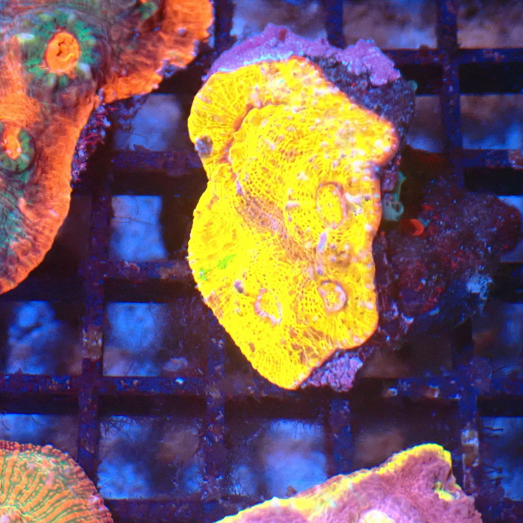 Chalice Coral AA031 | Echinophyllia aspera — Red Sea 20K LED